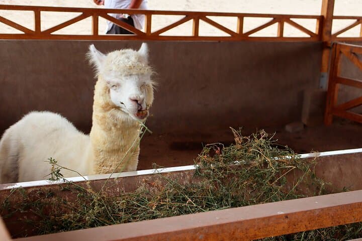 Explore Pachacamac: Inka Pyramids & Museum Day Tour from Lima photo 4