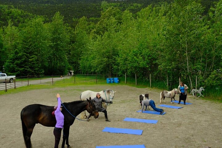 Horse-Assisted Yoga in Skagway — Mindful Trail Flow with Horses photo 1