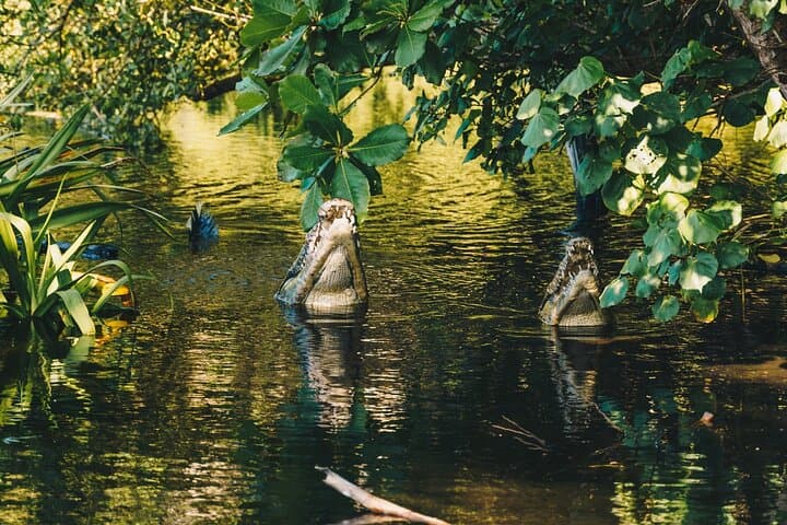Turtle Release at Escobilla Sanctuary and Crocodile Mangrove Tour in Ventanilla photo 5