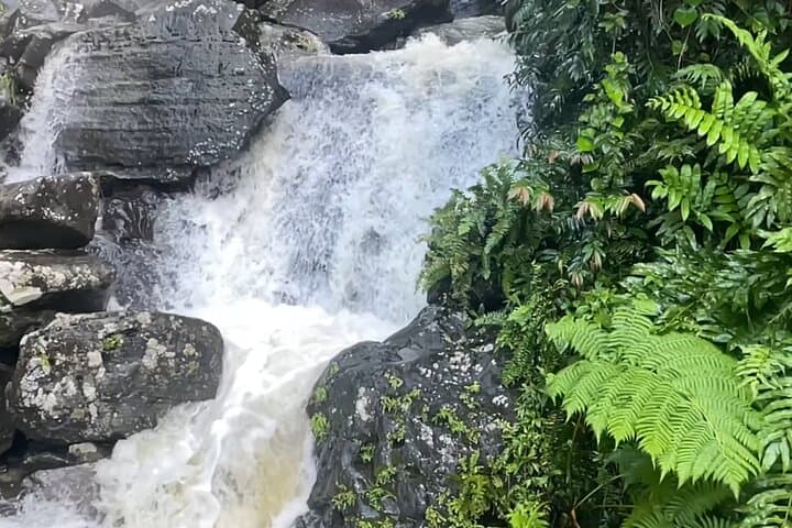El Yunque Rainforest Hike to Mt. Britton Tower — Guided Day Trip from San Juan photo 3