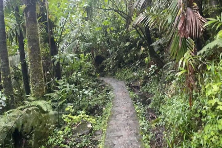 El Yunque Rainforest Hike to Mt. Britton Tower — Guided Day Trip from San Juan photo 4