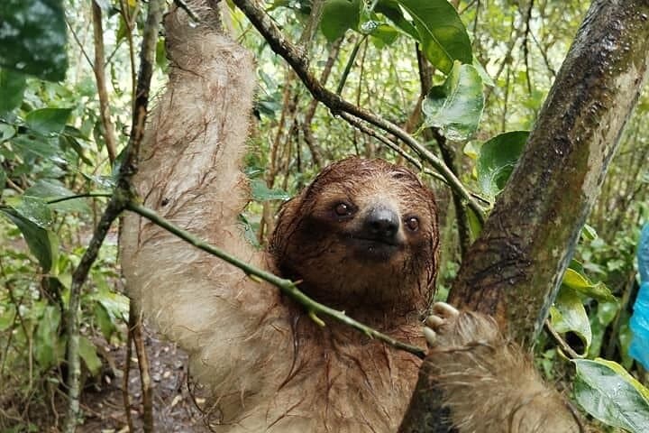 Llanos de Cortés Sloth and Cocoa Nature Walk: Waterfall, Wildlife & Farm Tour