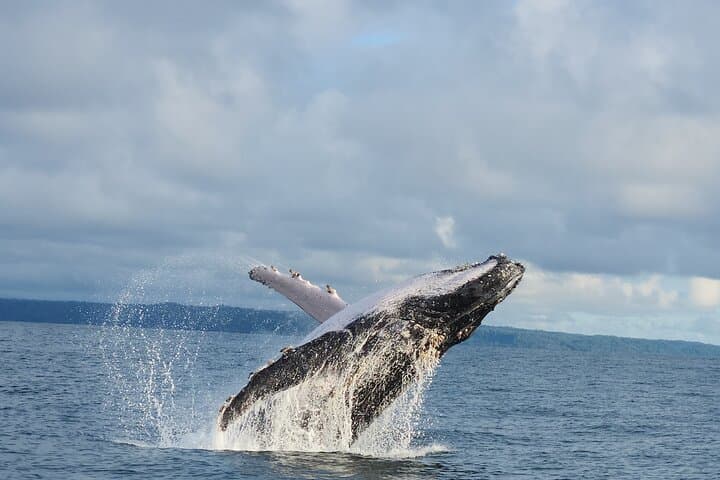 Whale-Watching & Snorkel Combo at Marino Ballena National Park — From Uvita photo 2