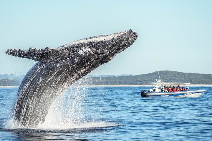 Premier Whale Watching Byron Bay — Humpback Cruise from Ballina