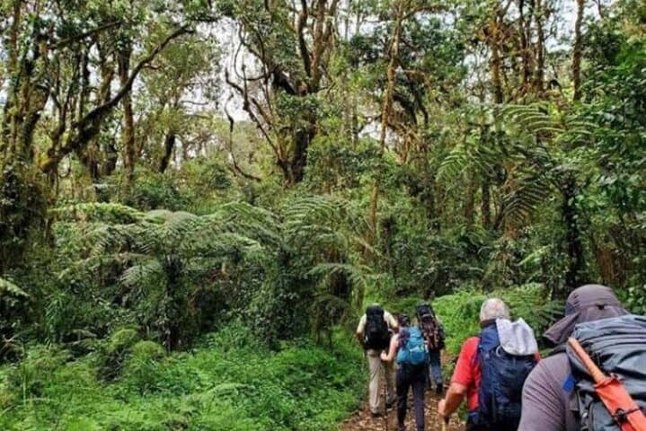 Moshi day trip: Mandara Hut lowland forest trek on Kilimanjaro photo 4