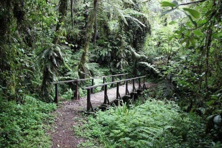 Moshi day trip: Mandara Hut lowland forest trek on Kilimanjaro photo 5
