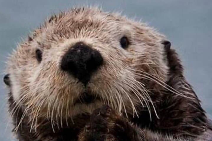 Sitka Small-Group Wildlife Boat Tour: Whales, Otters & Coastal Waterfalls photo 1