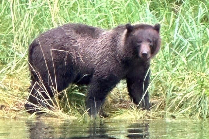 Sitka Small-Group Wildlife Boat Tour: Whales, Otters & Coastal Waterfalls photo 2