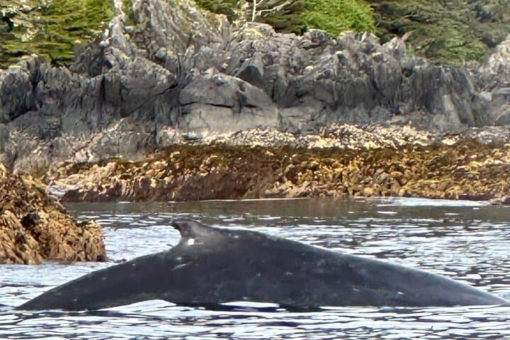 Sitka Small-Group Wildlife Boat Tour: Whales, Otters & Coastal Waterfalls photo 3