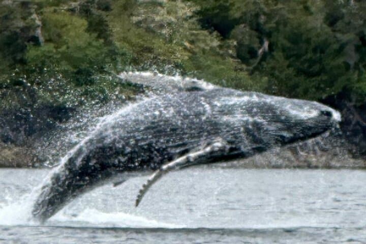 Sitka Small-Group Wildlife Boat Tour: Whales, Otters & Coastal Waterfalls photo 4