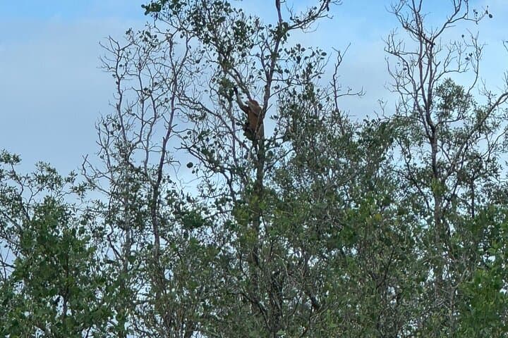 Bako National Park Night Walk: Proboscis Monkeys, Pit Vipers & Coastal Cliffs from Kuching photo 2