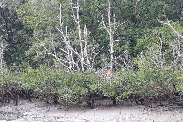 Bako National Park Night Walk: Proboscis Monkeys, Pit Vipers & Coastal Cliffs from Kuching photo 5