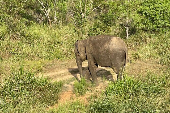 Minneriya Elephant Safari: Private Jeep Wildlife Watching near Polonnaruwa photo 3