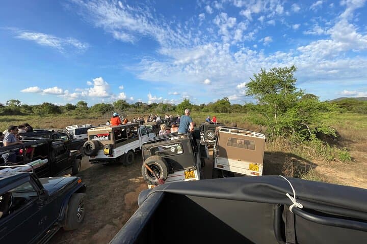 Minneriya Elephant Safari: Private Jeep Wildlife Watching near Polonnaruwa photo 4