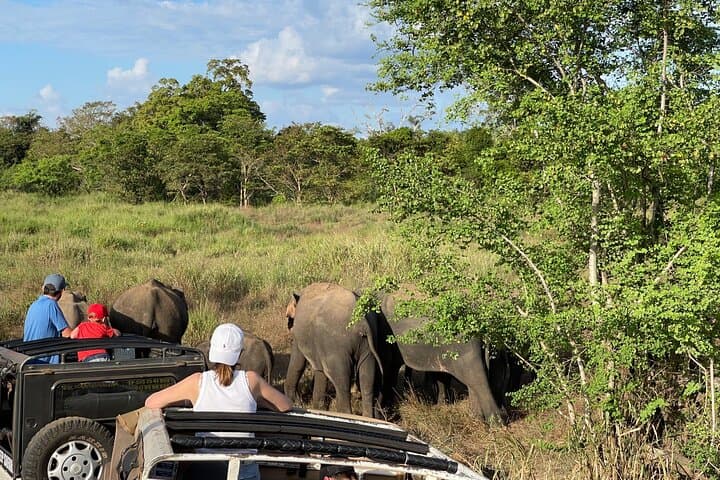 Minneriya Elephant Safari: Private Jeep Wildlife Watching near Polonnaruwa photo 5