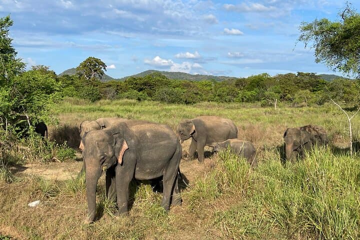 Minneriya Elephant Safari: Private Jeep Wildlife Watching near Polonnaruwa photo 6