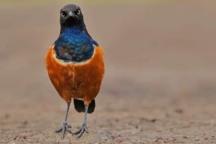4-Day Tarangire, Serengeti & Ngorongoro Safari — Classic Northern Tanzania Game Drive photo 6