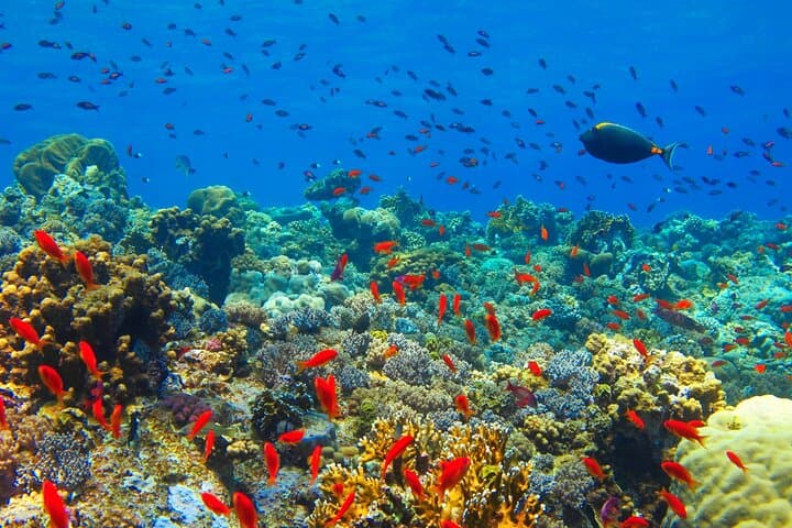 Kwale Island Snorkeling in Menai Bay: Shared Dhow Trip with Seafood Lunch photo 4