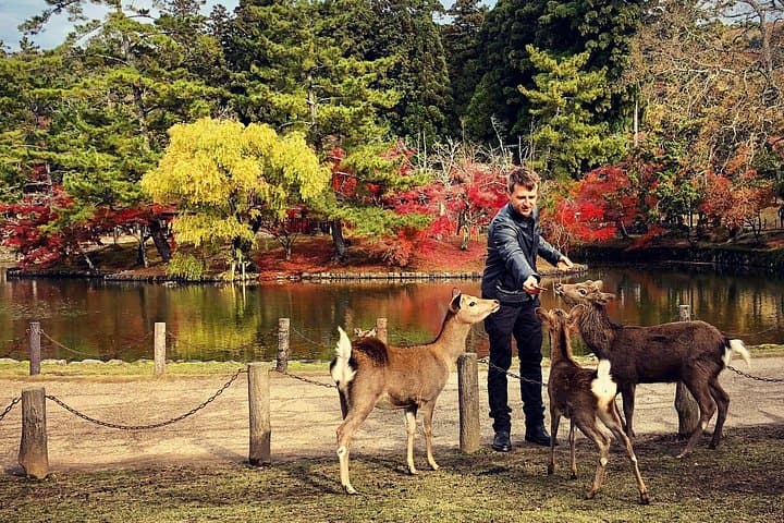Nara Cultural Walk: Todaiji, Kasuga Shrine & Deer of Nara Park photo 1
