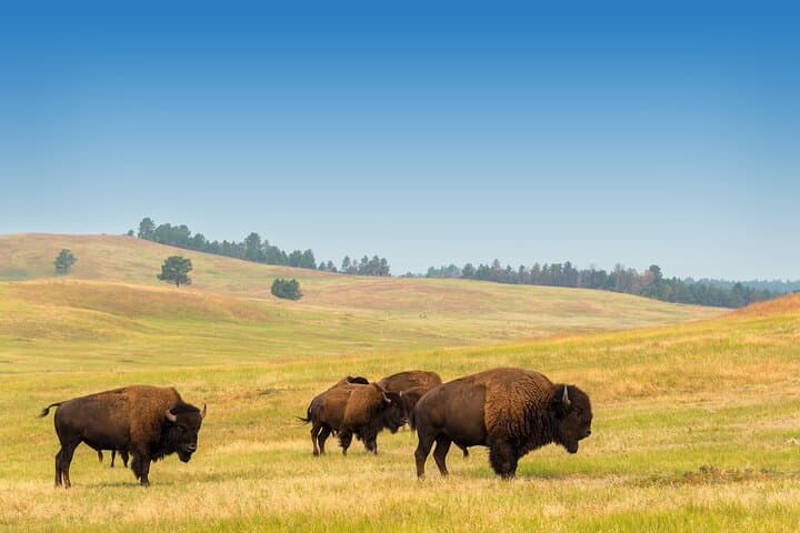 Private Mt. Rushmore, Crazy Horse & Custer State Park Day Tour from Rapid City photo 6