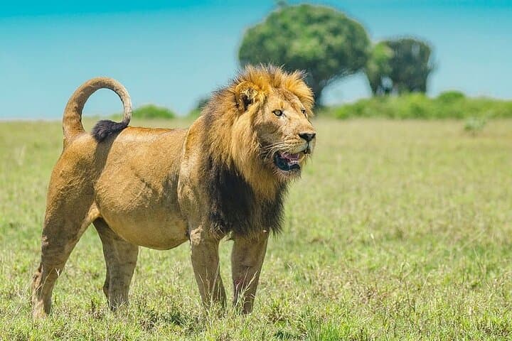 Exploring Nairobi National Park: Wildlife Encounters and Conservation in Kenya’s Urban Wilderness photo 3