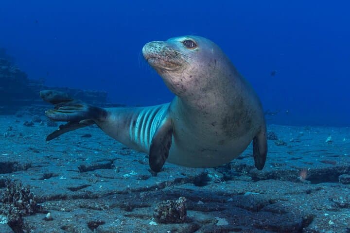 Kauai Boat Scuba for Non-Certified Divers: South Shore Two-Dive Experience photo 4