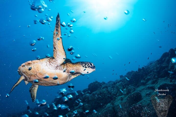 Kauai Boat Scuba for Non-Certified Divers: South Shore Two-Dive Experience photo 6