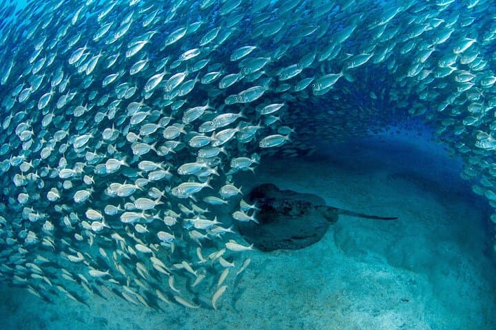 Try Scuba in Tenerife: Guided Introductory Dives on Volcanic Reefs photo 6