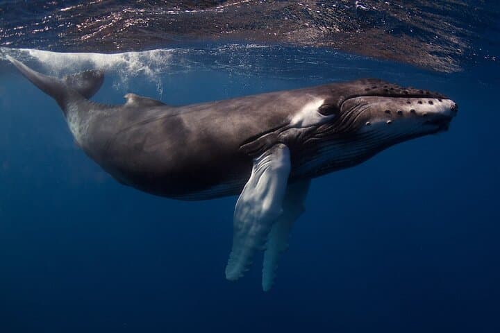 Kauai Exclusive Morning Scuba Charter: Advanced South Shore Dives photo 4