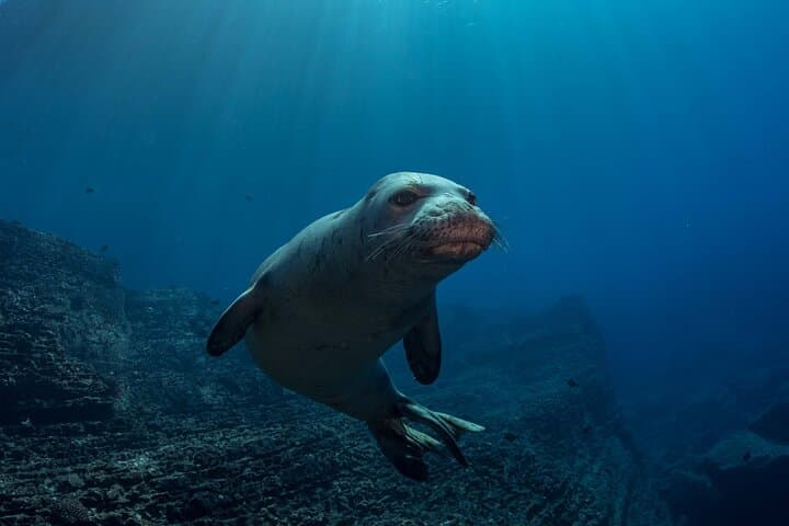 Kauai Exclusive Morning Scuba Charter: Advanced South Shore Dives photo 6