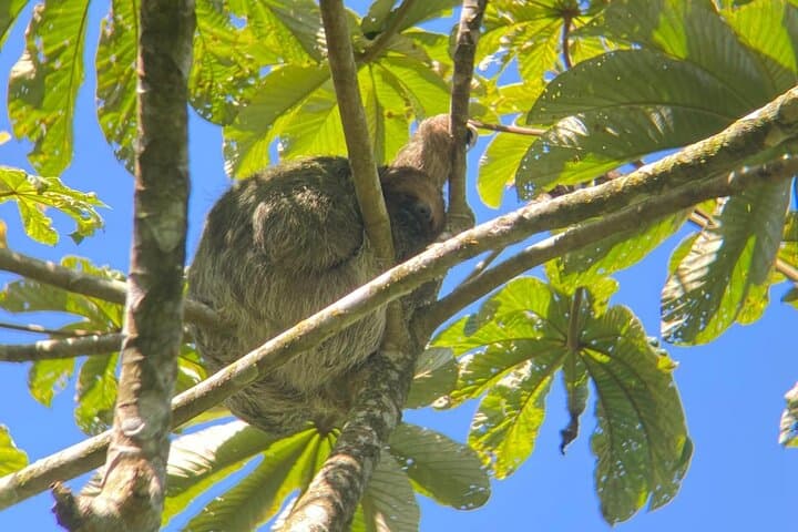 Llanos de Cortés Sloth and Cocoa Nature Walk: Waterfall, Wildlife & Farm Tour photo 3