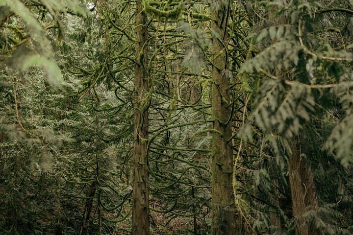 Morning Tour to Snoqualmie Falls and an Ancient Forest (Transport Included) photo 4