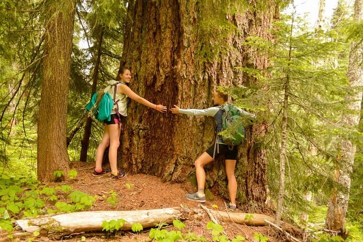 Morning Tour to Snoqualmie Falls and an Ancient Forest (Transport Included) photo 5