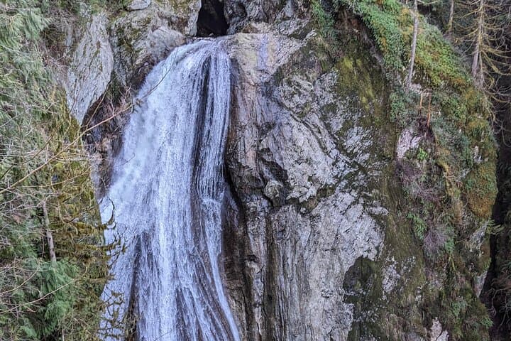 Morning Tour to Snoqualmie Falls and an Ancient Forest (Transport Included) photo 6