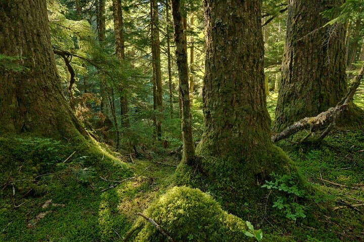 Morning Tour to Snoqualmie Falls and an Ancient Forest (Transport Included) photo 2