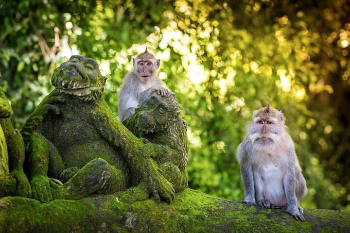 Ubud ATV Adventure: Quad Ride Through Rice Terraces, Monkey Forest & Waterfall photo 6