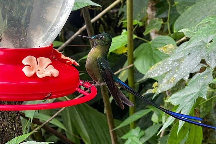 Mindo Cloud Forest Day Trip from Quito: Birdwatching, Waterfall & Zipline photo 4