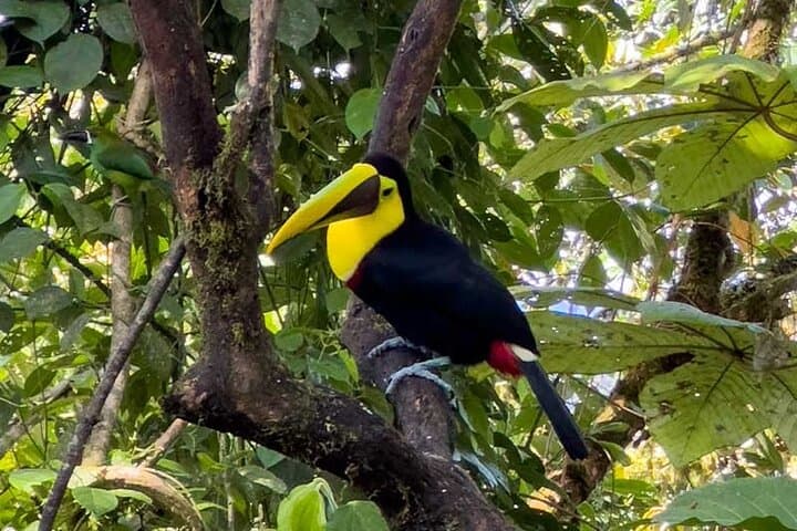 Mindo Cloud Forest Day Trip from Quito: Birdwatching, Waterfall & Zipline photo 3
