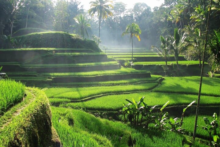 Ubud Day Tour: Monkey Forest, Tegalalang Rice Terraces & Jungle Swing photo 5