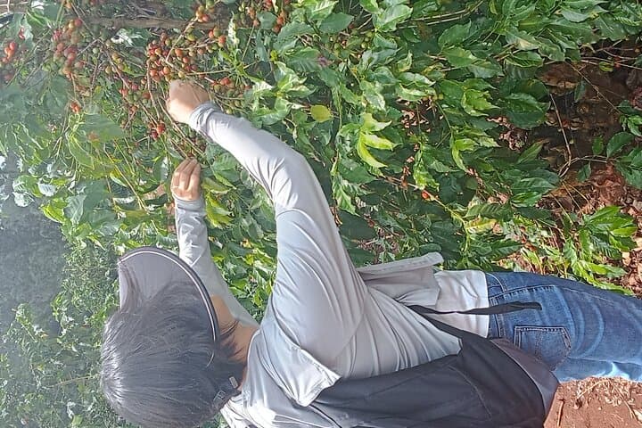 Fairview Kenyan Coffee Farm Tour: Behind the Cup of Kenya photo 6