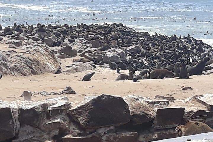 Skeleton Coast Cape Cross Seal Colony: Day Tour from Swakopmund photo 2