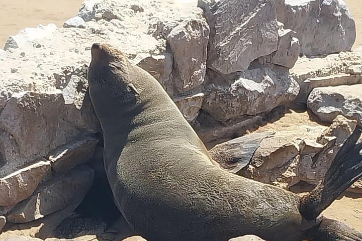 Skeleton Coast Cape Cross Seal Colony: Day Tour from Swakopmund photo 4