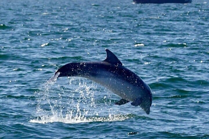 Dingle Bay Dolphin Discovery: 2‑Hour Eco Tour in Ireland's Marine National Park