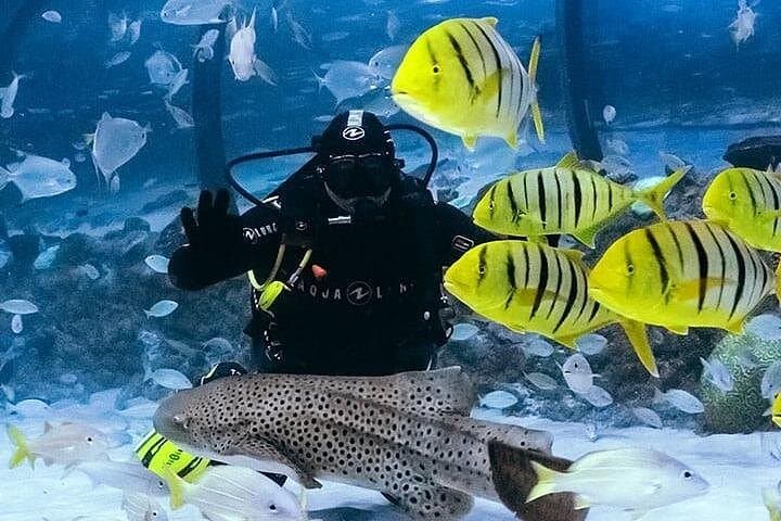 National Aquarium Abu Dhabi: Explore the 46,000-Animal Underwater World photo 6