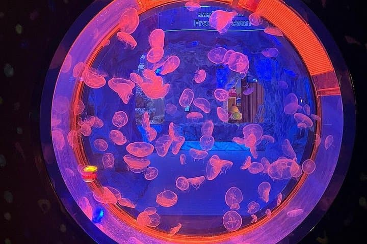 National Aquarium Abu Dhabi: Explore the 46,000-Animal Underwater World photo 3