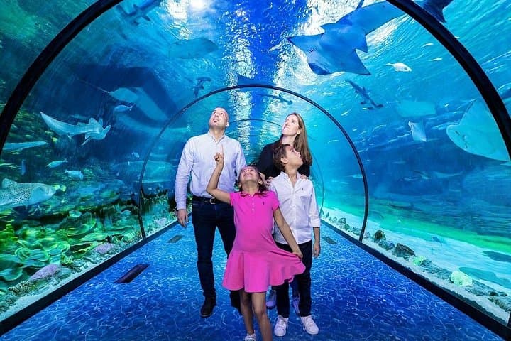 National Aquarium Abu Dhabi: Explore the 46,000-Animal Underwater World