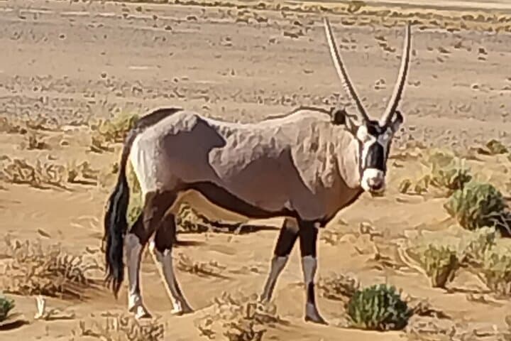 Spitzkoppe Day Tour from Walvis Bay — Climb Namibia's Matterhorn photo 6