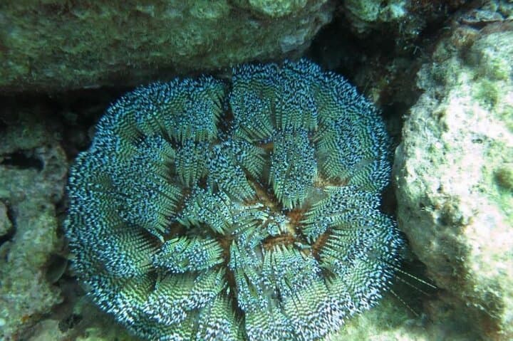 Beginner Scuba Diving Day Trip in Nha Trang: Two Dives at Hon Mun photo 4