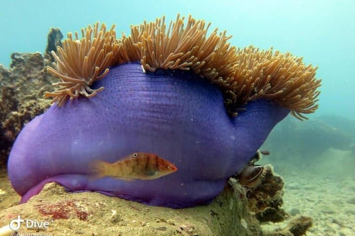 Beginner Scuba Diving Day Trip in Nha Trang: Two Dives at Hon Mun photo 2
