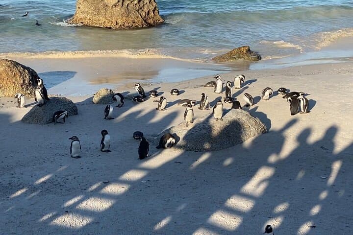 Cape of Good Hope & Boulders Beach Private Day Tour from Cape Town photo 2